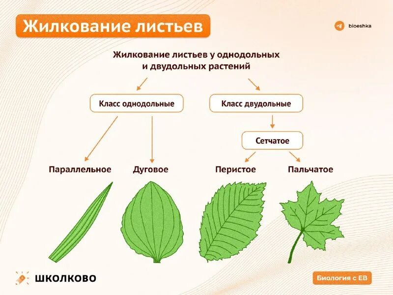 фикус жилкование листа какое