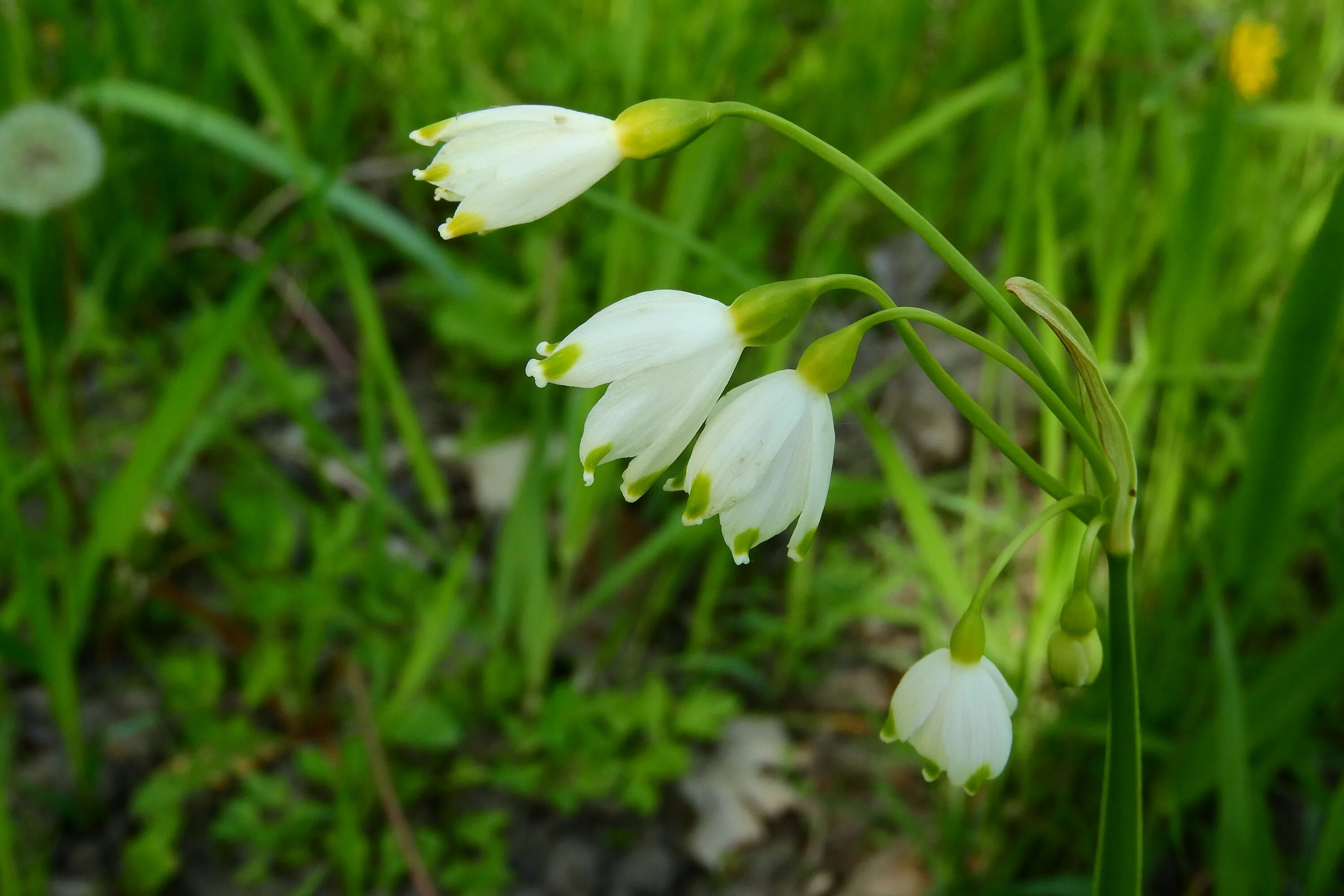 Первоцвет белоцветник. Белоцветник aestivum gravetye giant. Белоцветник leucojum gravetye giant. Белоцветик. Белоцветник aestivum gravetye giant.