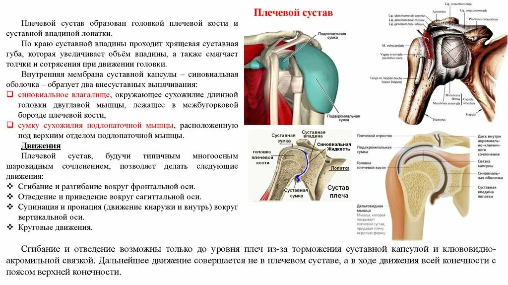 Соединение костей лопатки. Суставная капсула плечевого сустава латынь. Строение суставной впадины плечевого сустава. Плечевой сустав правый вид спереди. Синовиальные сумки плечевого сустава схема.