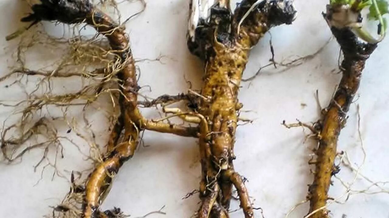 Бактериальные клубеньки бобовые. Valeriana officinalis корень. Корешки из подмосковья. Корни малины. Корешки из подмосковья.