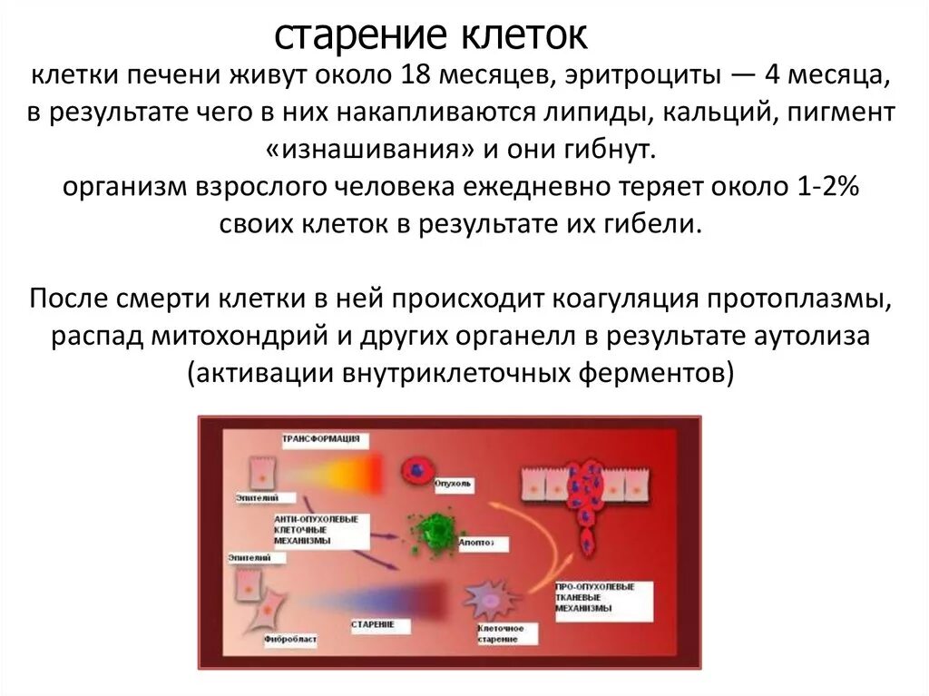 Функции клеток печени. Воспроизведение на клеточном уровне. молекулярные механизмы воспроизводства клетки. липиды эритроцитов. мне лекция на уровне клеток.