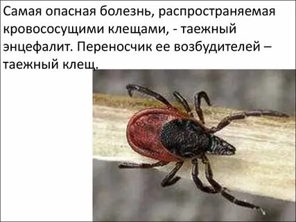 Таежный клещ является возбудителем энцефалита