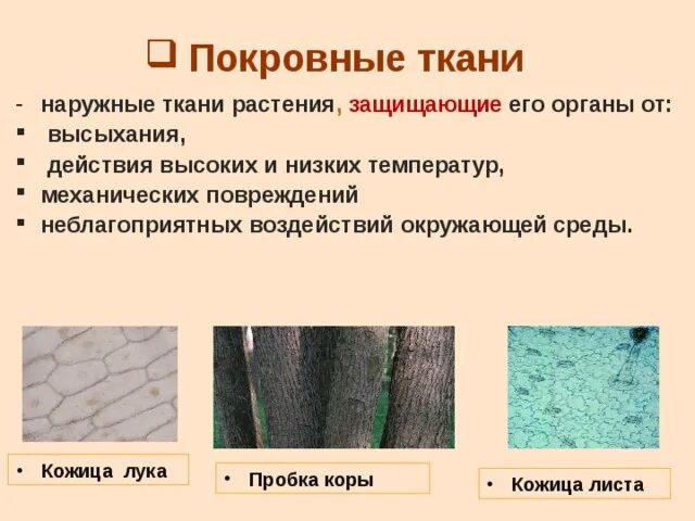 Функции кожицы и пробки. Виды покровной ткани. покровная ткань растений. функции покровной ткани. защитная ткань растений.