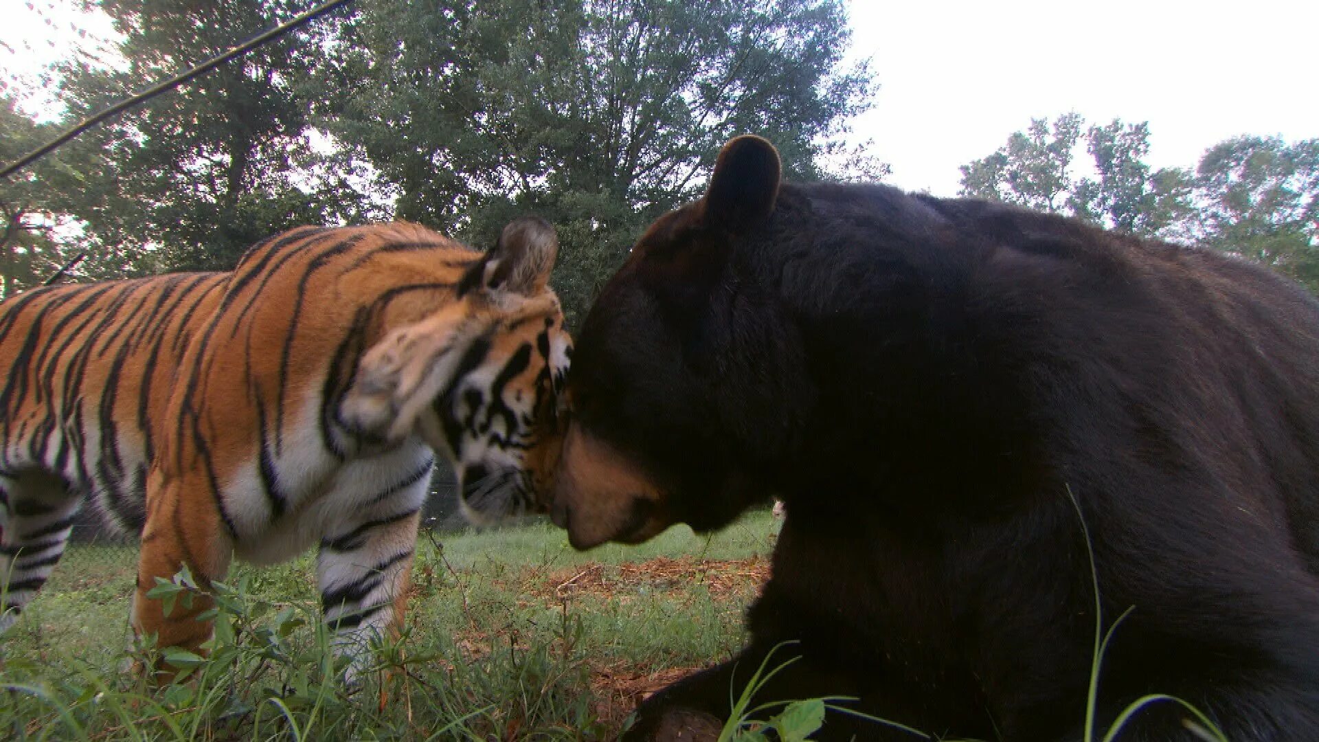 Амурский тигр против. Медведь балу, Лев Лео и тигр Шер-Хан. Уссурийский тигр и медведь. Бурый медведь и тигр.