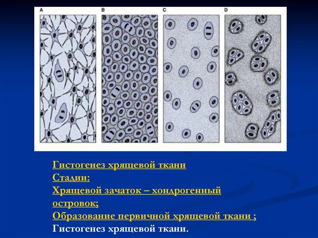 Ткань скелета у хрящевых. Клетки хрящевой соединительной ткани рисунок. гистогенез хрящевой ткани. хрящевая соединительная ткань. гистогенез соединительной ткани.