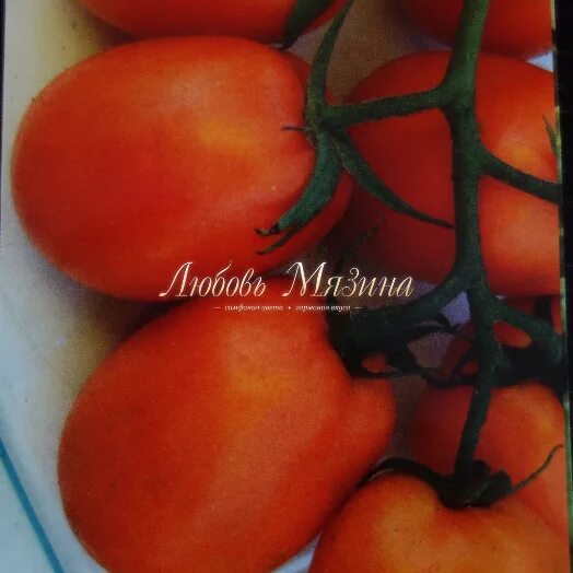 томат сватья. помидоры внучатам описание. томат сваха аня. томат шоколадный мязина. томат аня семена.