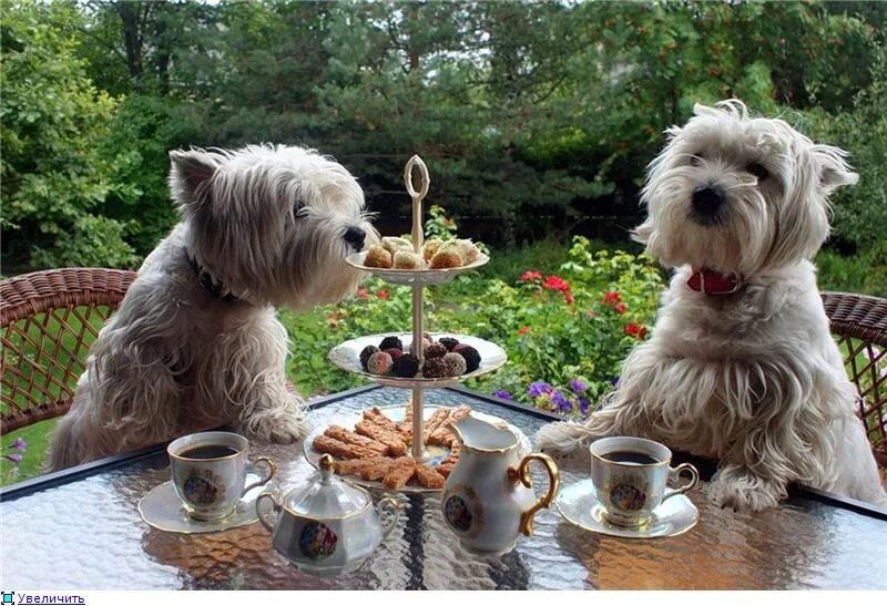 Собаки пьют чай. Доброе утро с собачками. Щенок. Доброе утро!. Чаепитие с собакой. С добрым утром собаки.