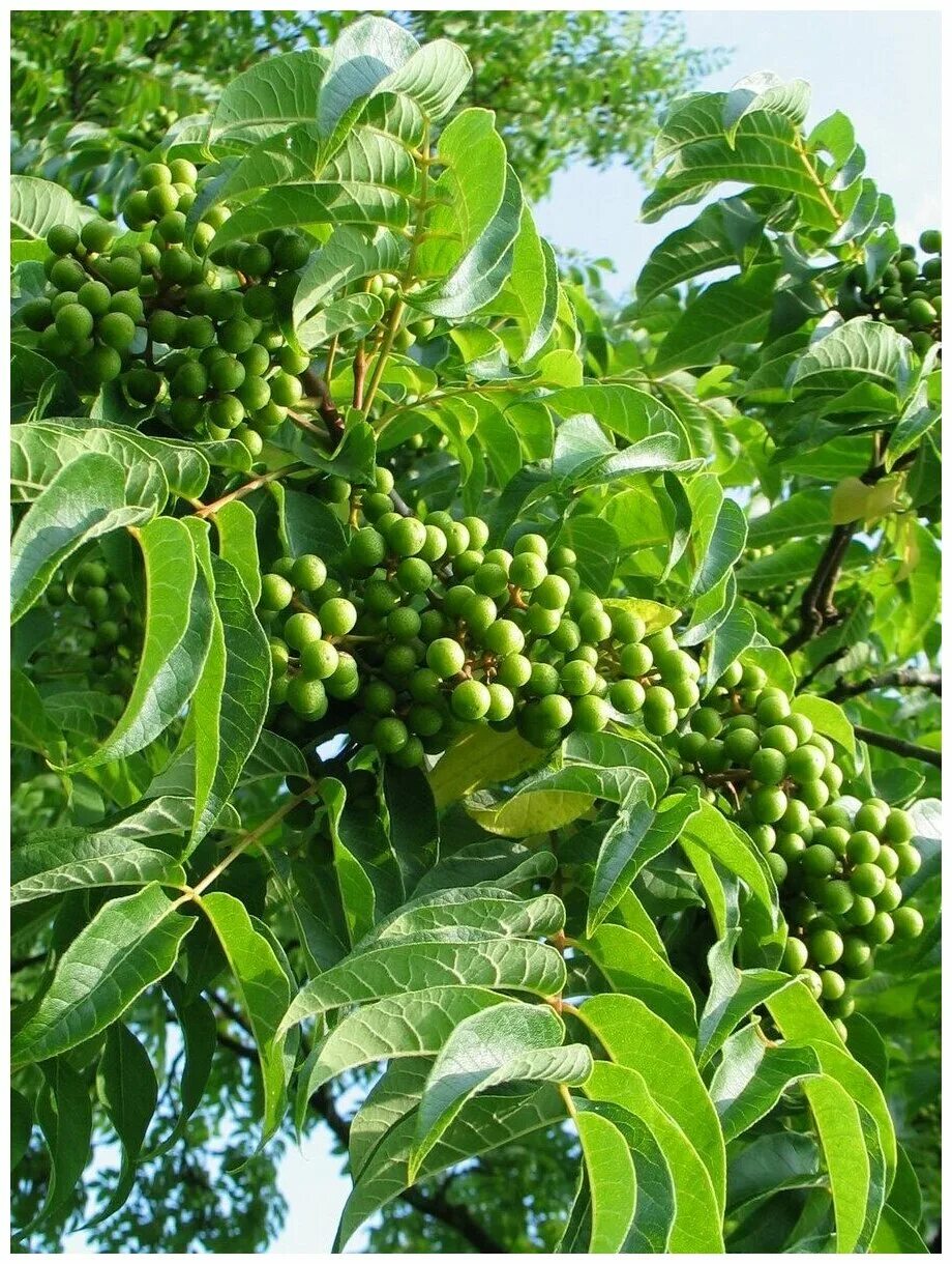 бархат амурский медонос. бархат амурский описание. бархат амурский – phellodendron amurense rupr. плоды бархатного дерева. амурский бархат ягоды.