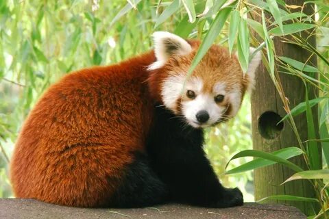 Panda 26