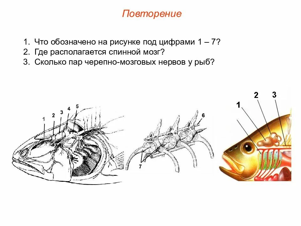 Где находится мозг у рыбы. Пименов а.в. тема: «подтип позвоночные ( vertebrata ) надкласс рыбы ( pisces. число черепно мозговых нервов у рыб. сколько пар черепно-мозговых нервов у рыб. спинной мозг рыбы.