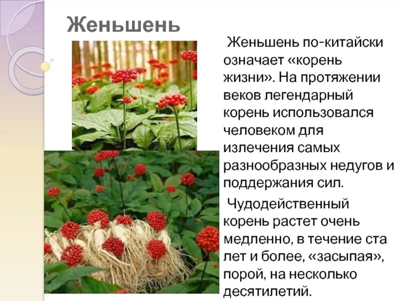 Женьшень сообщение. Женьшень корень жизни. Женьшень песня. Элеутоник женьшень. Женьшень песня.