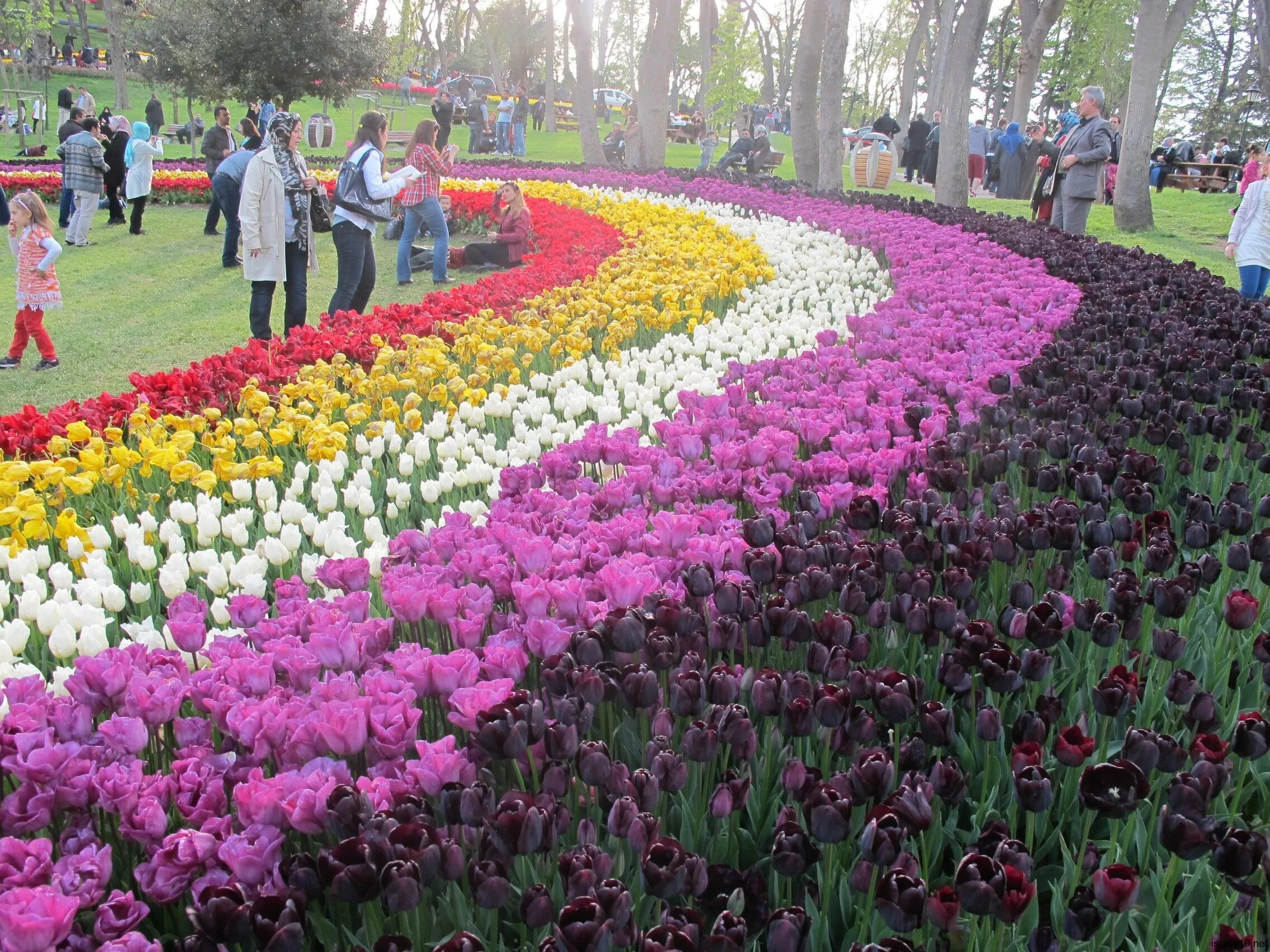 фестиваль тюльпанов в стамбуле. нидерланды тюльпаны в амстердаме. парад тюльпанов в голландии в 2020. фестиваль тюльпанов даты. фестиваль тюльпанов в амстердаме 2023.