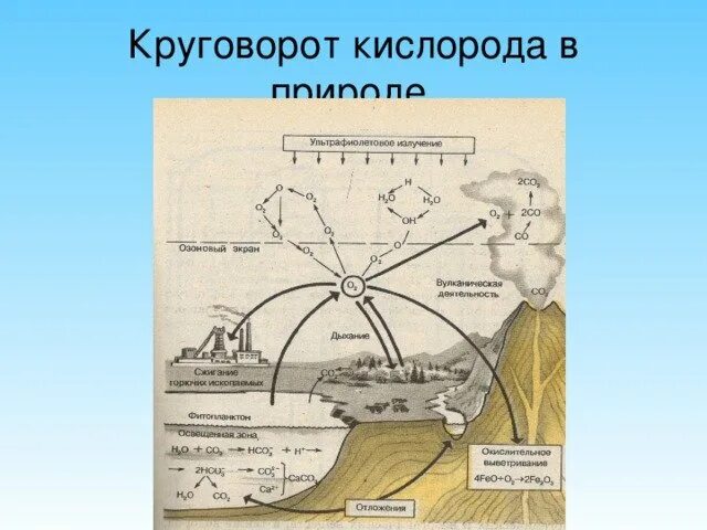 Круговорот кислорода процессы. Круговорот кислорода биология 9 класс. Биологические циклы кислорода схема. Схема круговорота кислорода в биосфере схема. Биохимический цикл кислорода схема.