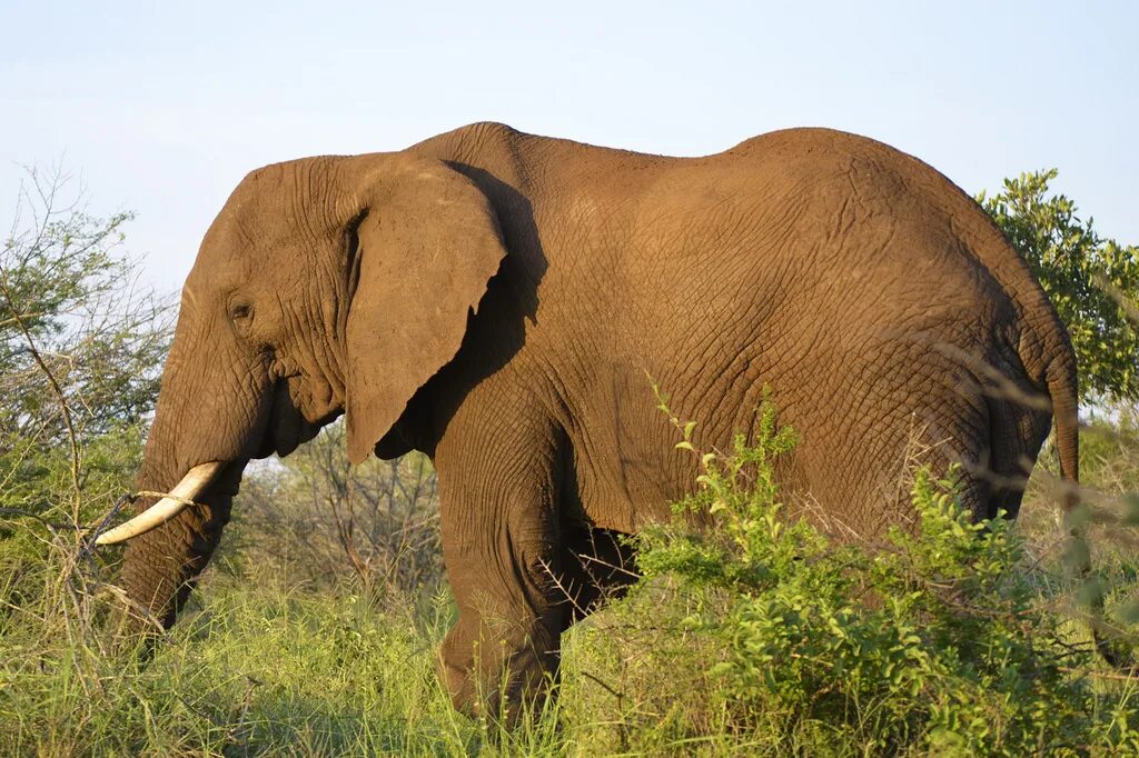 Индийские слоны живут. Хоботные Африканский слон. Хоботные бивни. Хоботные индийский слон. Азиатский слон хоботные.