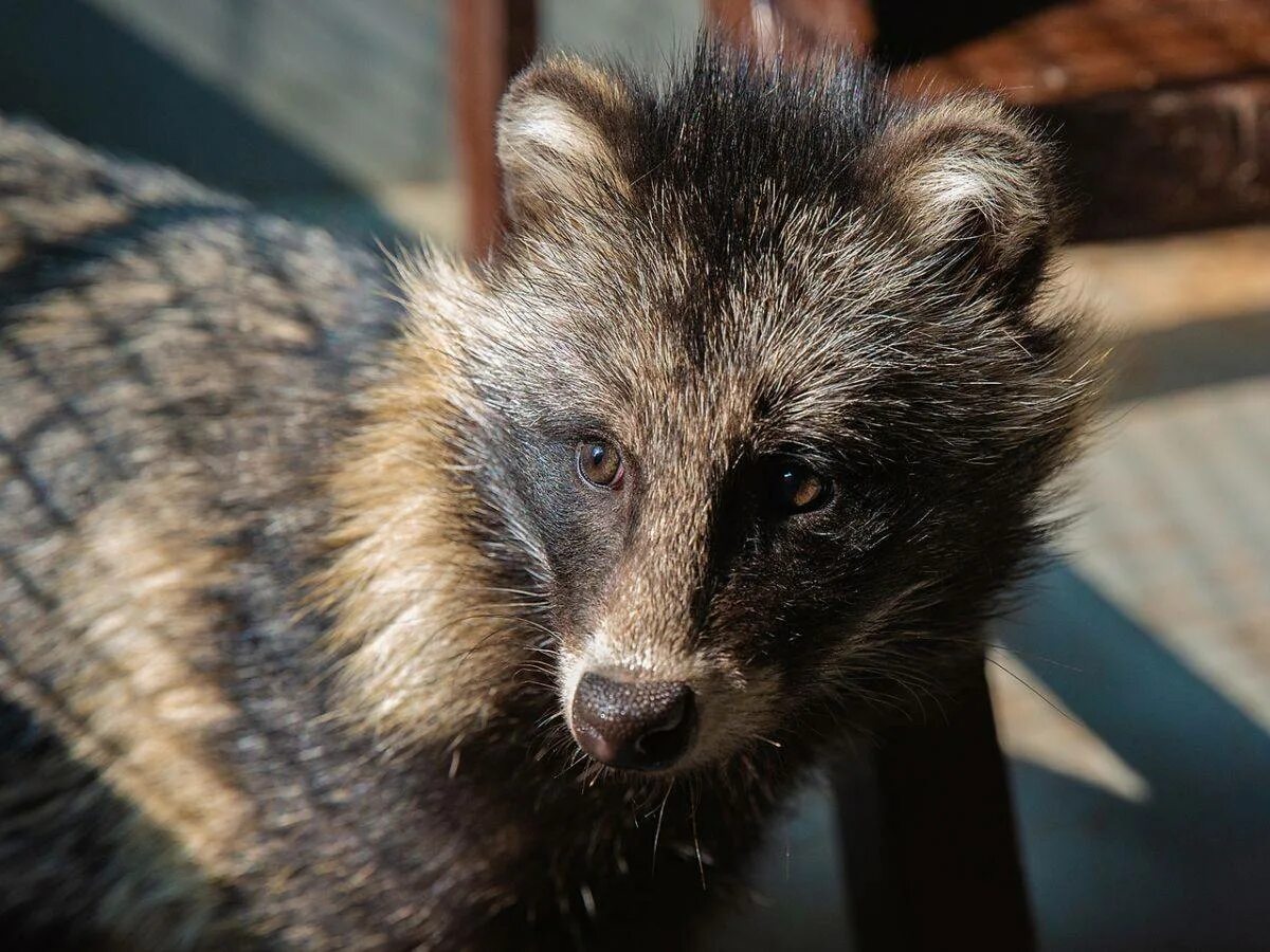 The Raccoon Dog - Nyctereutes procyonoides