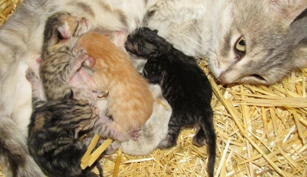 Сколько раз кошка кормит котят. Новорожденные котята. Маленькие котята Новорожденные. Котята рождаются слепыми. Кошка с новорожденными котятами.