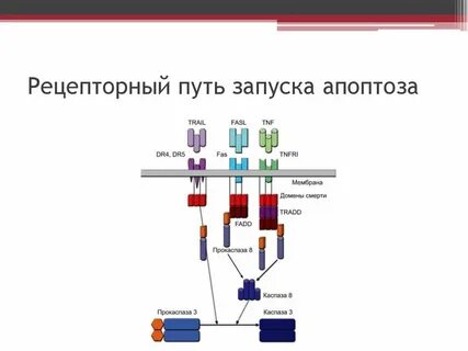Запусти путь