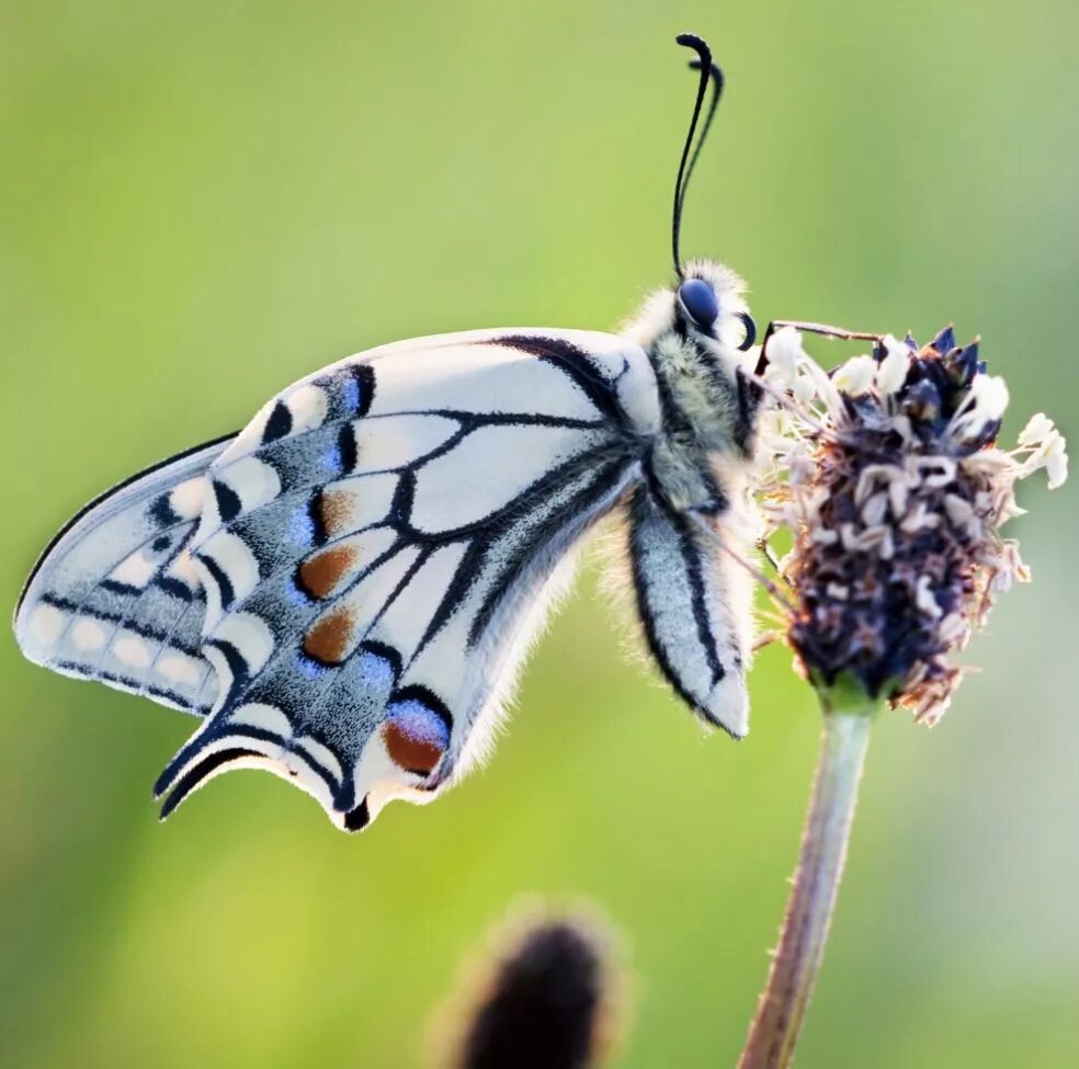 Бабочки живут всего. Papilio Machaon Butterfly. Красивые бабочки. Необычные бабочки. Бабочки необычные расцветки.