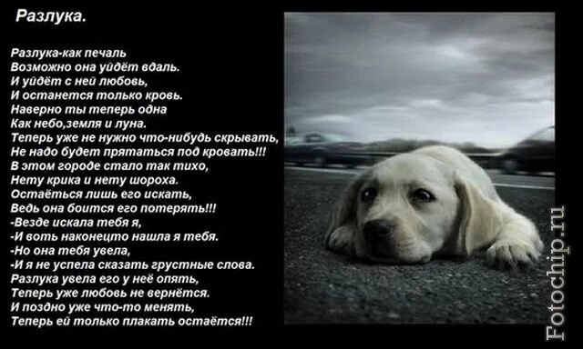 Грустные стихи. Стих про собаку. Стихотворение про собаку грустное. Грустные стихи про друзей.