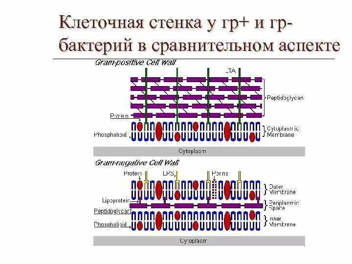 Клеточная стенка расположение в клетке Дрожжи удивительные организмы, которые отказались от единства ради выживания М