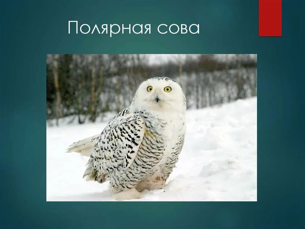 В какой природной зоне обитает белая сова. Полярная Сова в тундре. Совы Полярные. Белая Сова. Полярная Сова презентация.