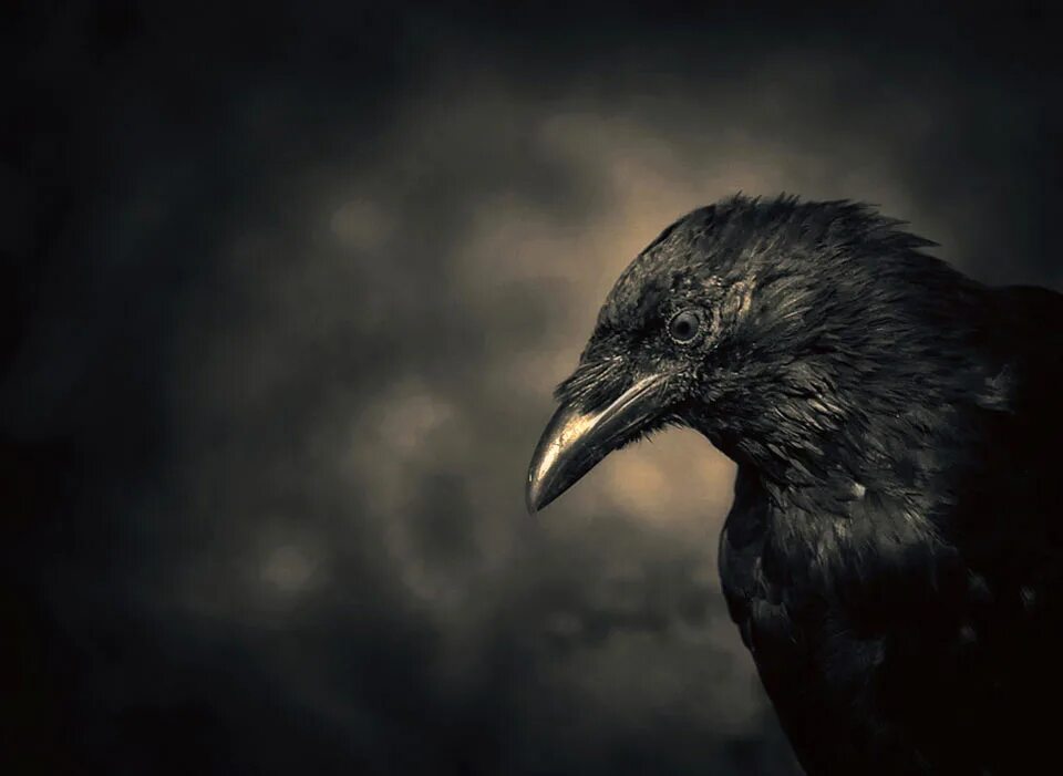 Night crows вороны. Ворон. Мрачный ворон. Ночной ворон. Черный ворон.