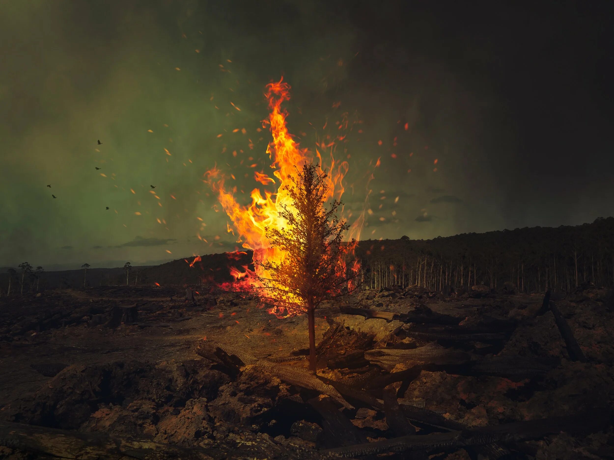 Сгоревшая верь. Горящее дерево. Дерево в огне. Сгоревшее дерево. Лес в огне.