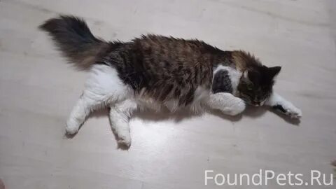 Кошка вчера