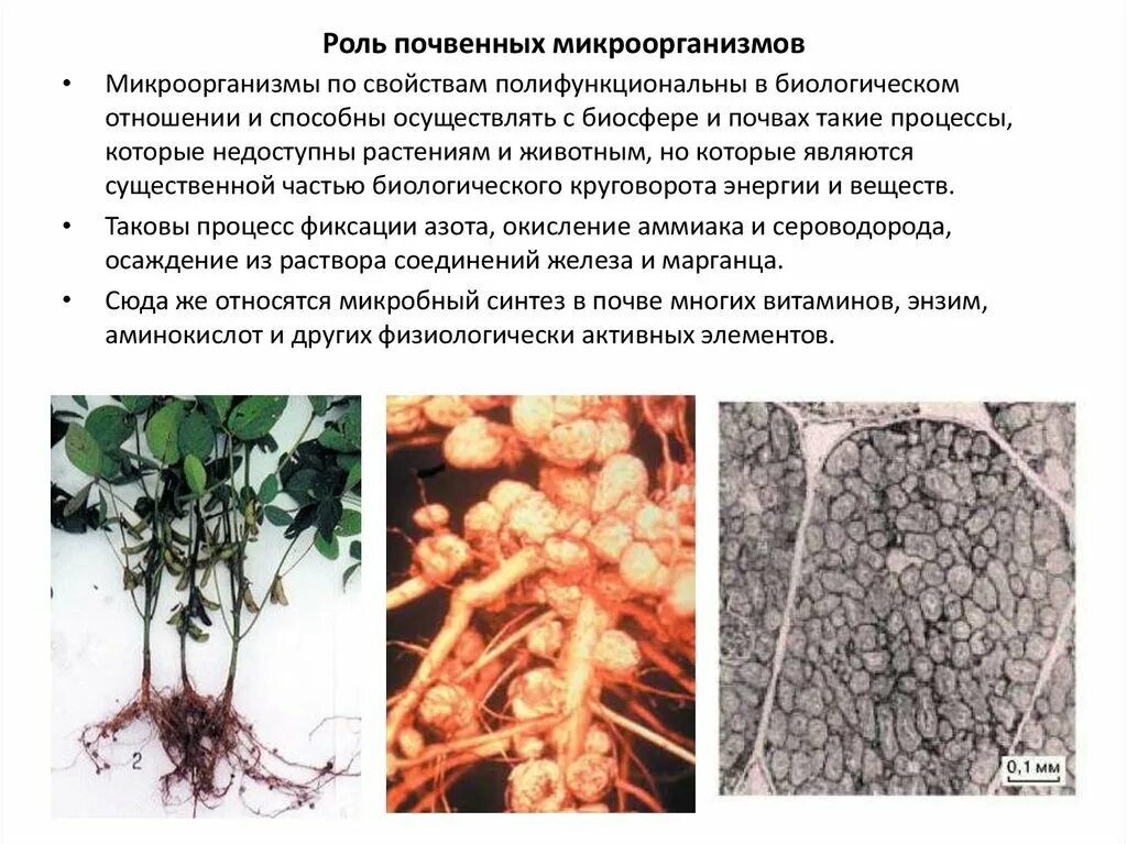 Почвенные бактерии это. Азотфиксирующие почвенные бактерии. Функции микроорганизмов в почве. Роль почвенных бактерий. Строение почвенных бактерий.