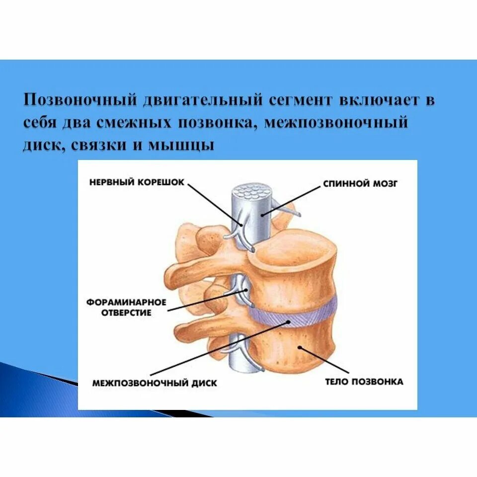 Межпозвонковый сегмент. Позвоночно двигательный сегмент пдс это. строение позвоночно двигательного сегмента. пощвоночно дв гательный скгмент. анатомия межпозвонкового сегмента.