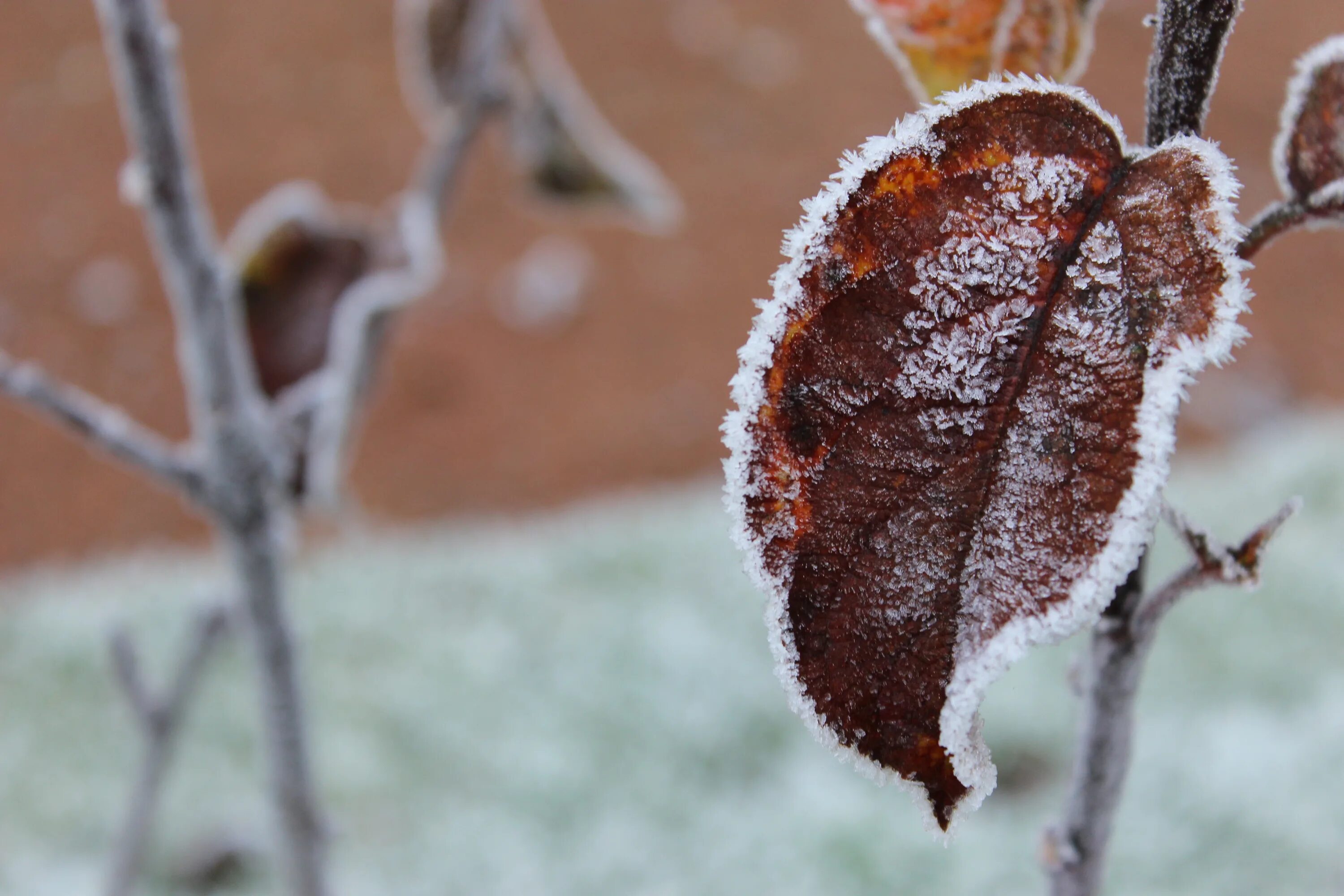 Snow leaf