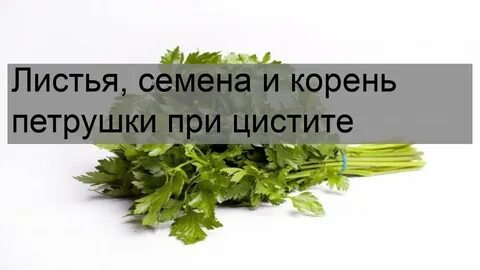 Мочевой петрушка