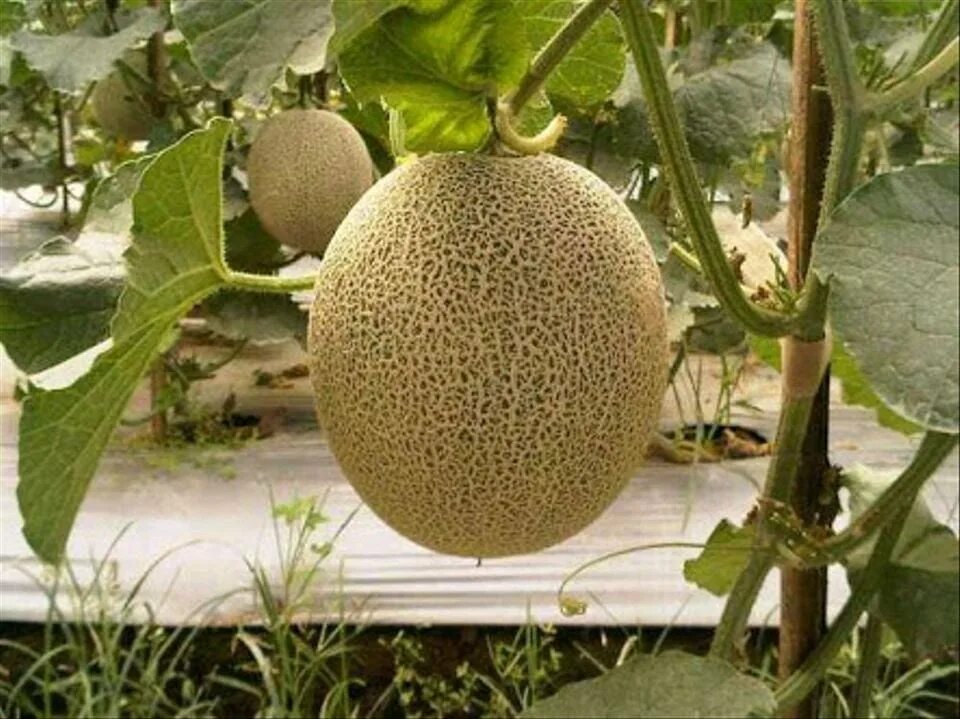 Дыня относится к тыквенным. Гибрид дыни и тыквы. дыня sakata sweet melon. тыквенная бахча. тыква дыня.