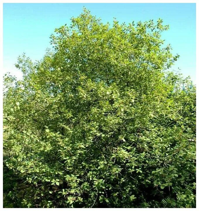 Крушина ольховидная (ломкая)