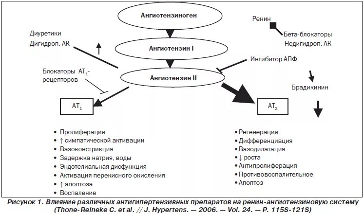 Механизм действия рецепторов ангиотензина 2. Ингибиторы АПФ И блокаторы рецепторов ангиотензина 2 препараты. Механизм блокаторов рецепторов ангиотензина. Антагонисты рецепторов ангиотензина 2 механизм действия. Сартаны ингибиторы