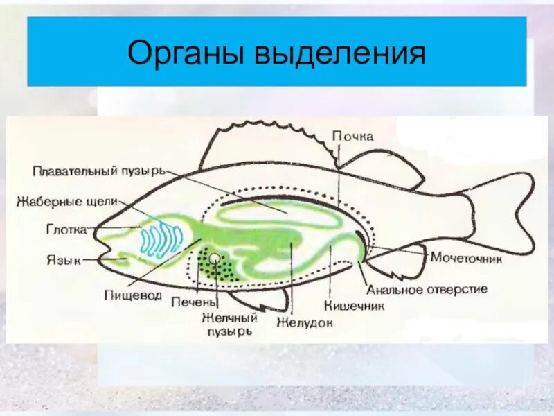 Выделительная система рыб 7 класс биология. Выделительная система рыб 7 класс. Выделительнаяистема рыб. Органы выделения рыб.