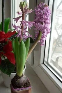 После окончания цветения