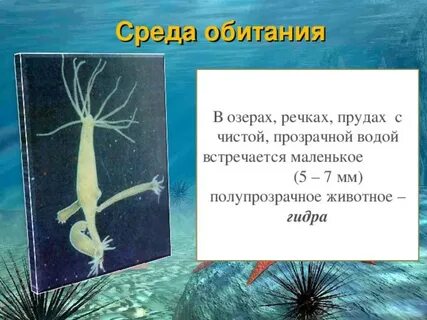 В водоемах с чистой водой живет пресноводная