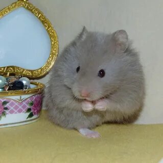 Хомяк 1 млрд