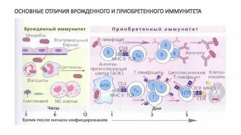 Иммунные аспекты