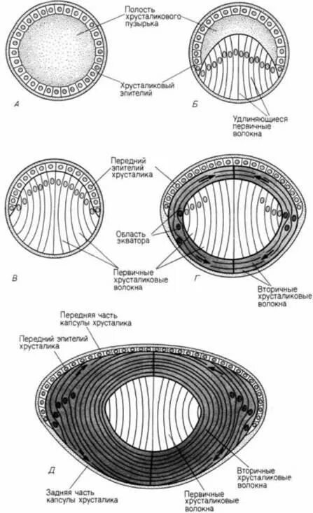 Практическая работа принцип работы хрусталика биология. Схема строения хрусталика.. Строение эпителия хрусталика. Строение хрусталика гистология. Хрусталиковые волокна гистология.