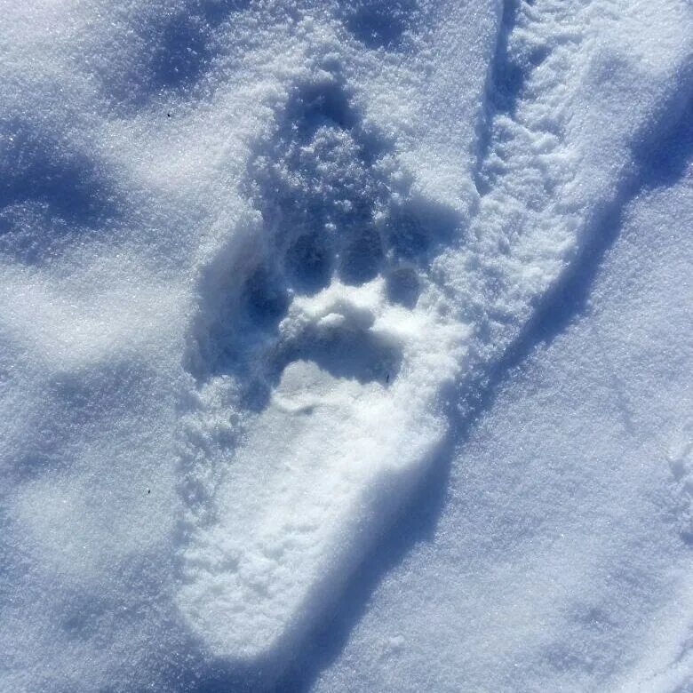 Следы тигра на снегу. Тигриный след на снегу. Лапки на снегу. Лапка на снегу