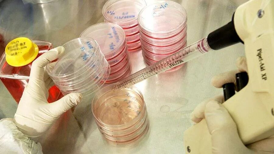 искусственно выращенные органы. искусственные органы мозг. клонирование органов человека. выращивание искусственных органов. выращивание искусственных органов.