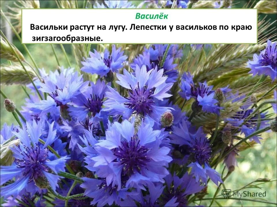 где растет василек. василек волошка. где растет василек. описание цветка василек 3 класс. василёк луговой.