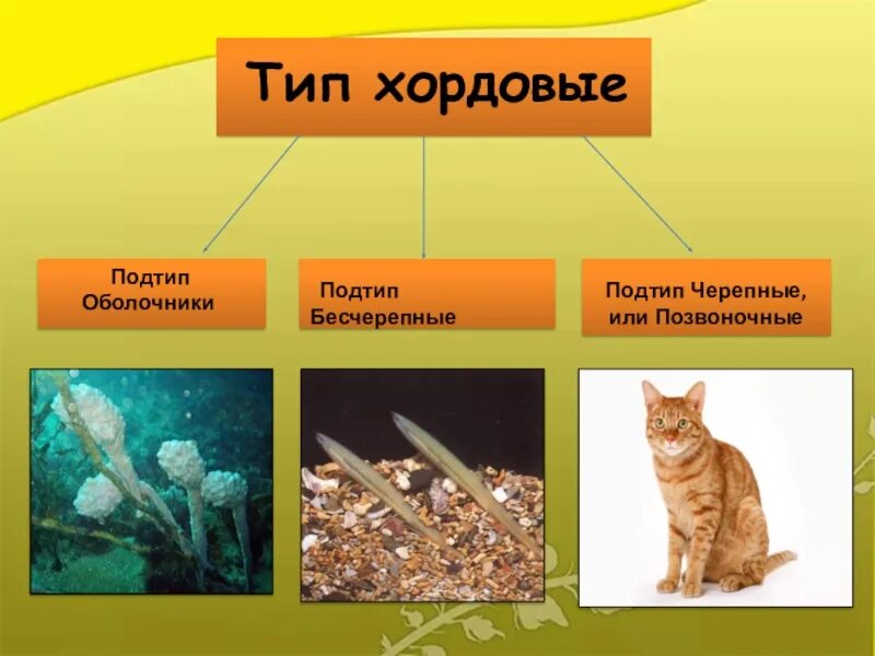 К бесчерепным животным относится