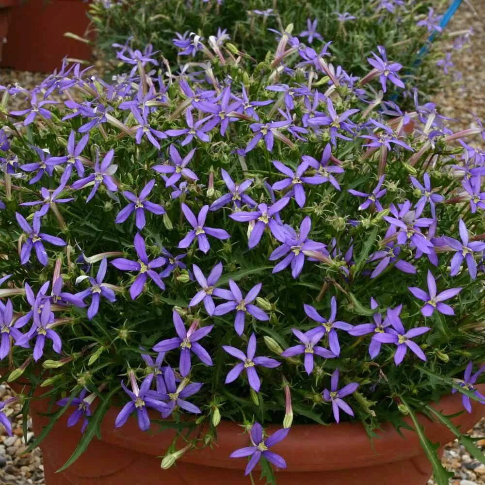 Isotoma axillaris 'Blue Star'