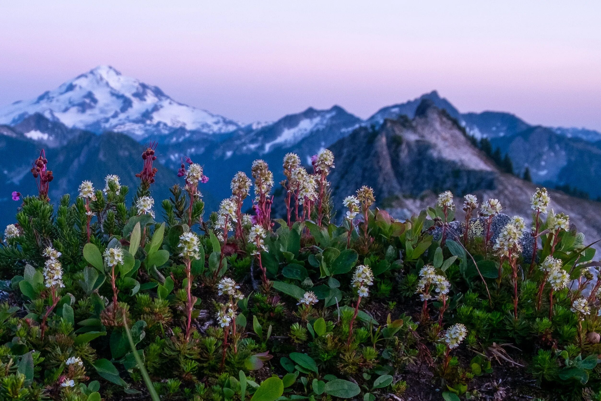 Гора бештау минеральные воды. Под горой растут. Под горой растут. Альпийский эдельвейс в австрии. Karwendel тироль.