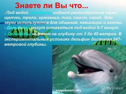 Дельфины издают звуки