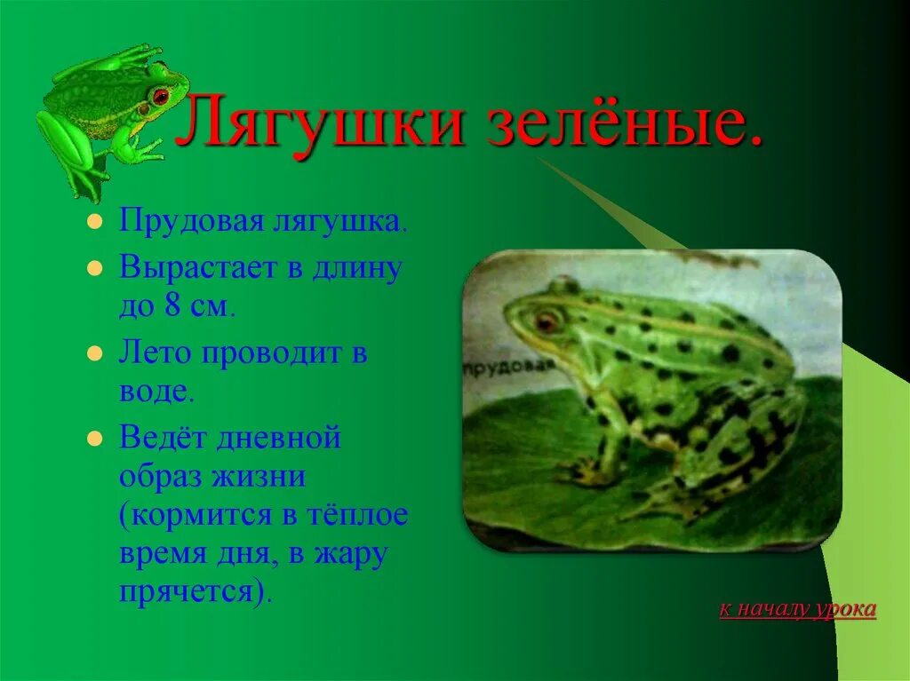 Определение жабы
