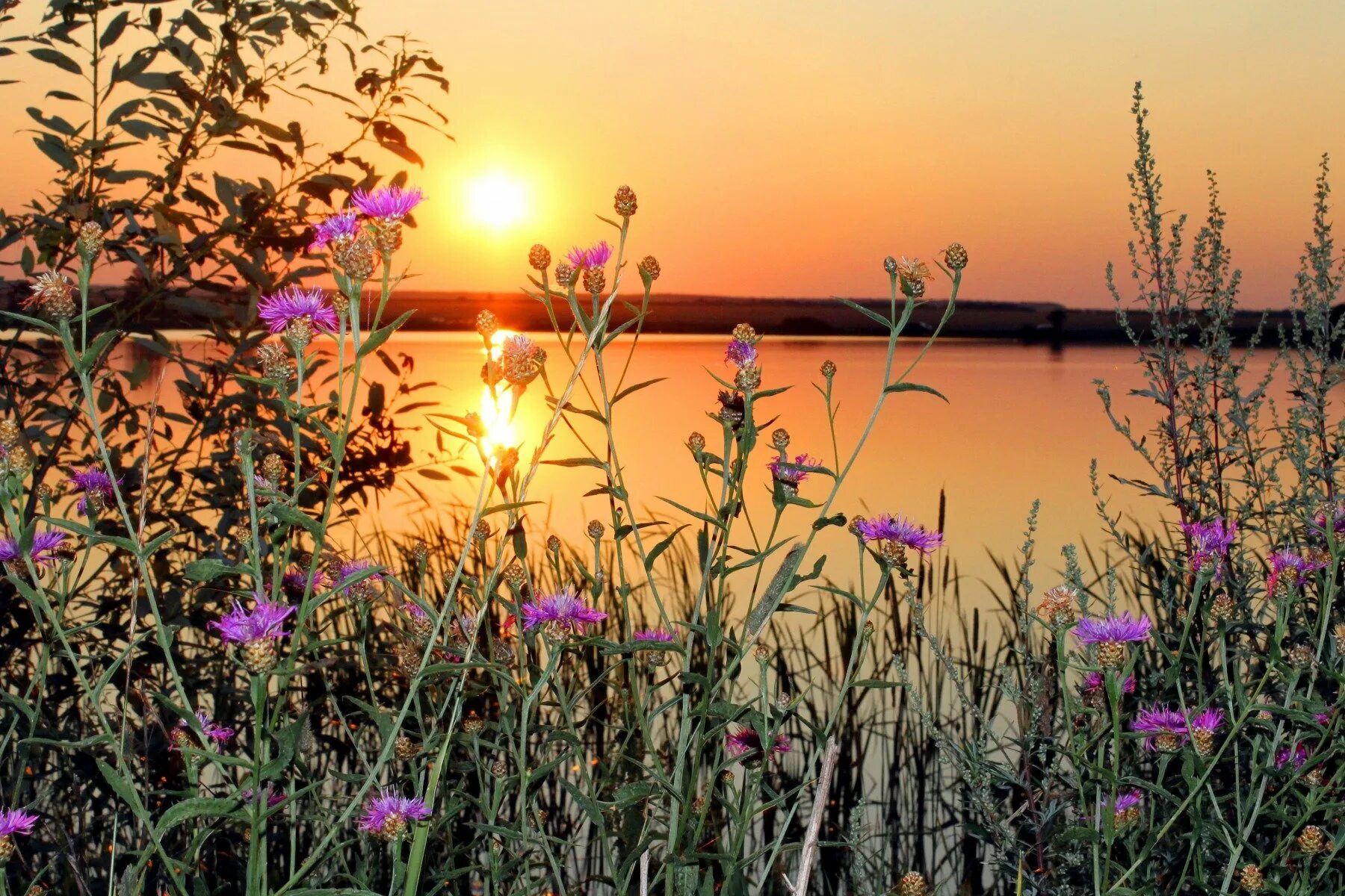 Flower sunset. Рассвет летом. Лето закат. Полевые цветы вечером. Красивый летний закат.